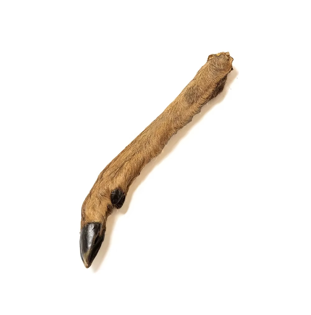 Deer Legs