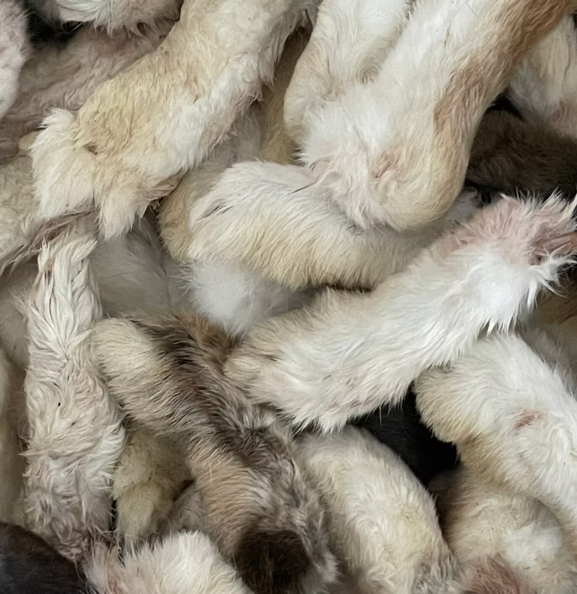 Rabbit Feet